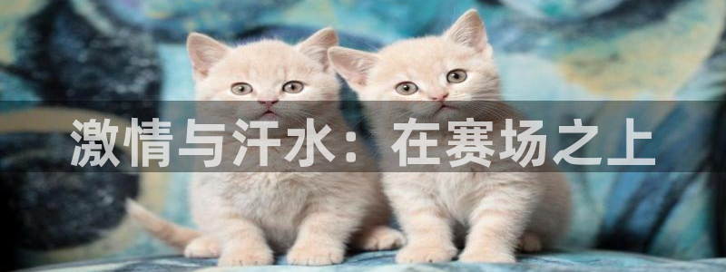 沐鸣体育游戏：激情与汗水：在赛场之上