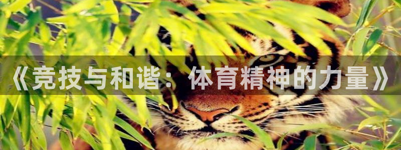 沐鸣2代理：《竞技与和谐：体育精神的力量》